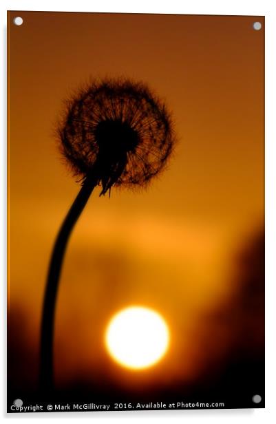 Dandelion Sunset Acrylic by Mark McGillivray