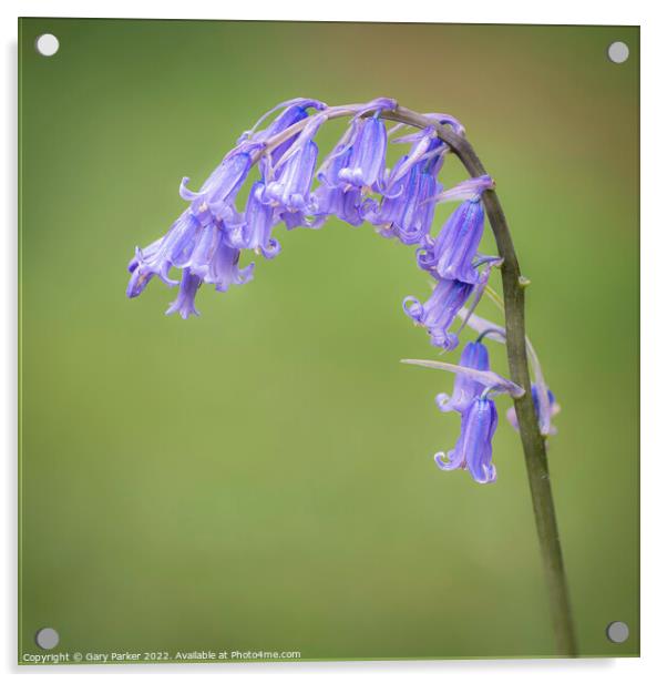 Bluebell Acrylic by Gary Parker