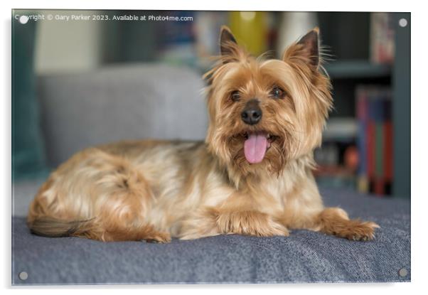 Yorkshire Terrier dog, full body	 Acrylic by Gary Parker