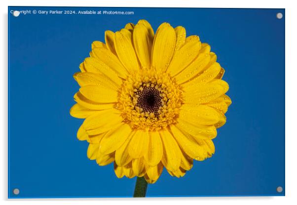 Yellow Daisy Acrylic by Gary Parker