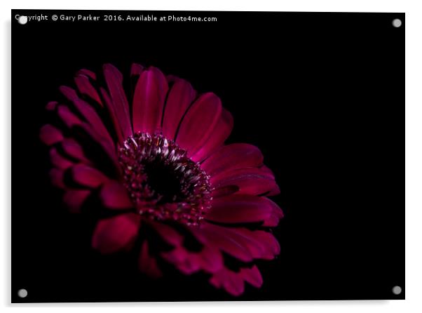 A purple flower,subtlety lit Acrylic by Gary Parker