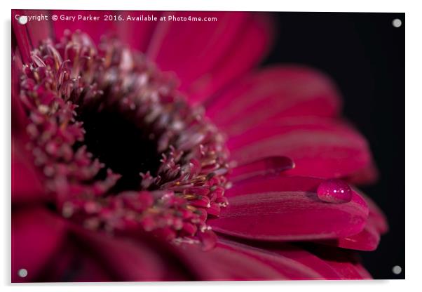 A purple/red flower closeup, with a drop of water Acrylic by Gary Parker
