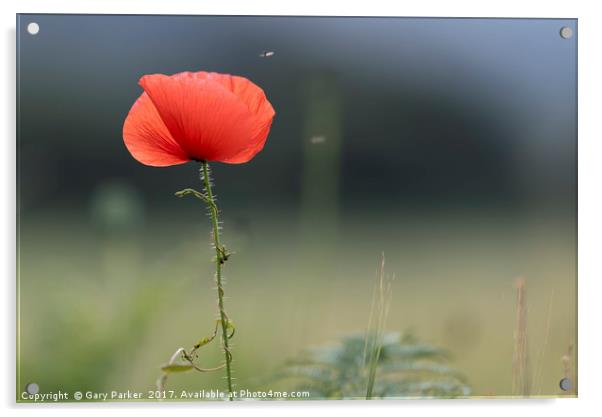 Closeup of single poppy flower in field of grass.  Acrylic by Gary Parker