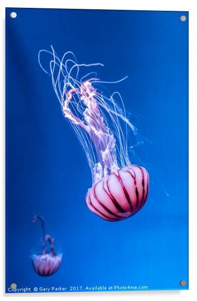 Pink Jellyfish in deep blue water  Acrylic by Gary Parker