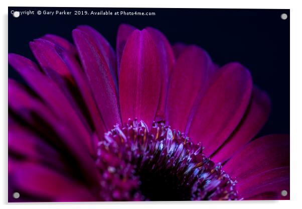 Close up of purple/red flower petals, back lit Acrylic by Gary Parker