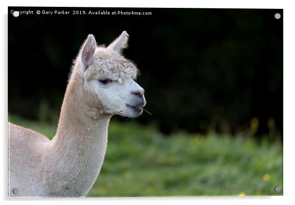 Close up of an Alpaca, chewing grass Acrylic by Gary Parker