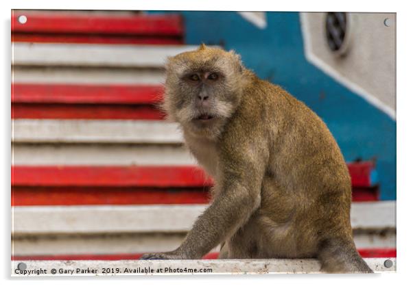 A Macaque monkey in Kuala Lumpur, Malaysia	  Acrylic by Gary Parker