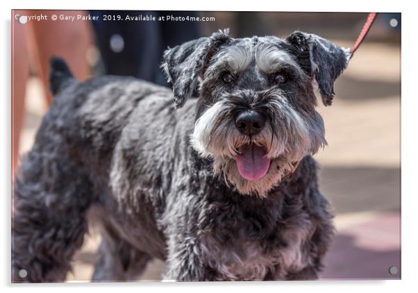 A Miniature Schnauzer Acrylic by Gary Parker