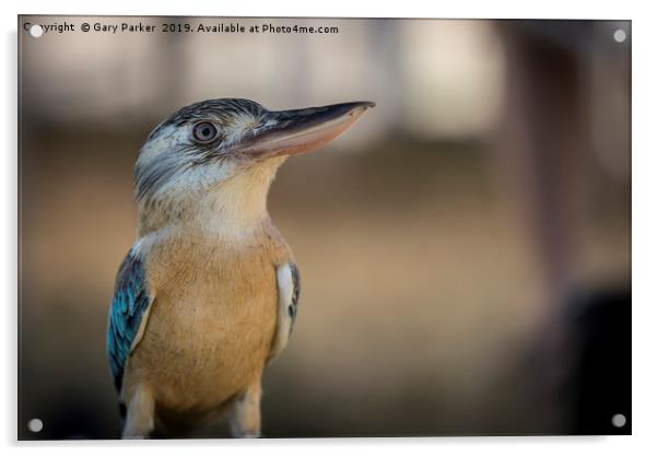 Blue winged Kookaburra Acrylic by Gary Parker