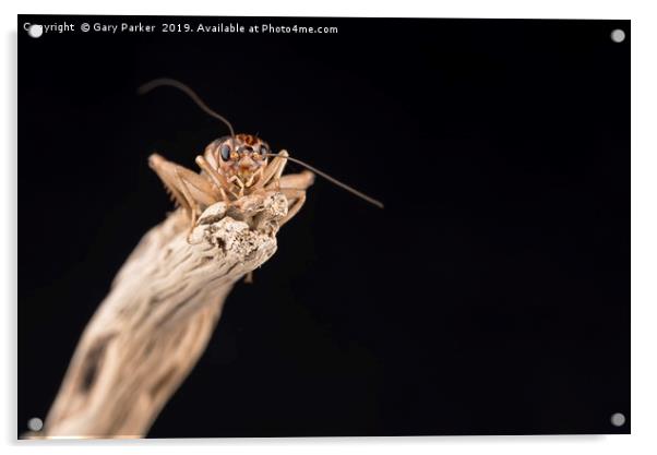 House Cricket  Acrylic by Gary Parker