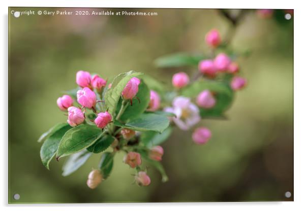 Beautiful pink Apple blossom, in bud Acrylic by Gary Parker