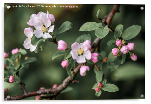 Beautiful, pink and white Apple blossom, in bloom  Acrylic by Gary Parker