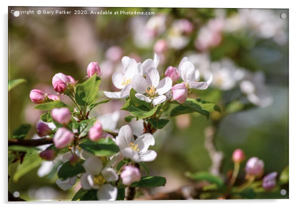 Beautiful, pink and white Apple blossom, in bloom  Acrylic by Gary Parker