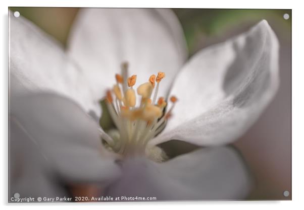 Close up of an Apple blossom, in full bloom.   Acrylic by Gary Parker