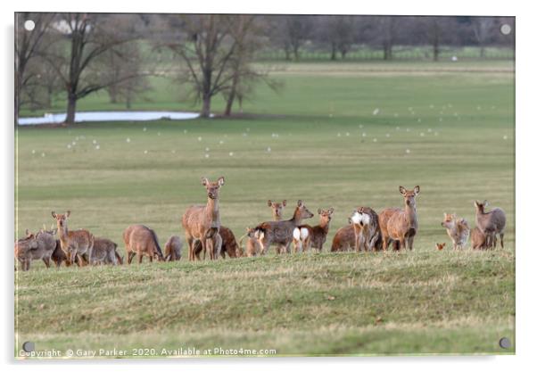 Group of Manchurian Sika Deer, in Woburn, England  Acrylic by Gary Parker