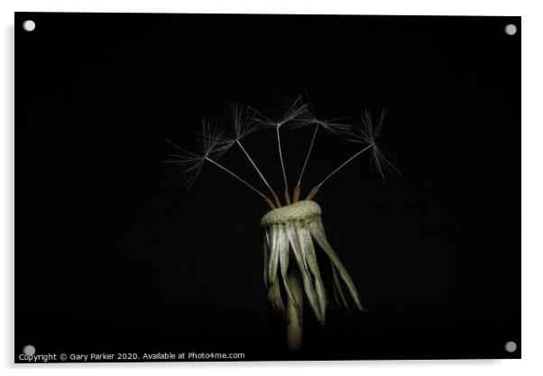 Dandelion head with five seeds, isolated against a black background	 Acrylic by Gary Parker