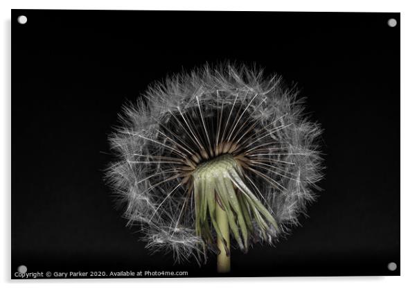 Dandelion head with multiple seeds, isolated against a black background	 Acrylic by Gary Parker