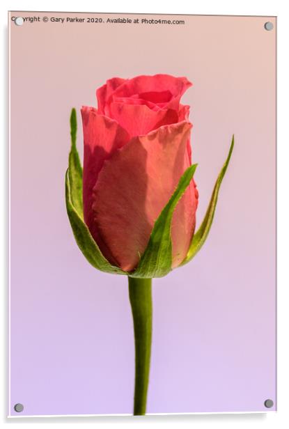 A single, pink Rose  Acrylic by Gary Parker