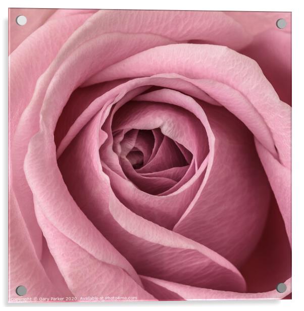 close up of pink rose	 Acrylic by Gary Parker