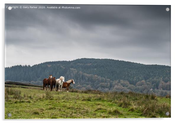 A herd of wild horses, in the Welsh landscape. It is autumn and the sky is cloudy	 Acrylic by Gary Parker