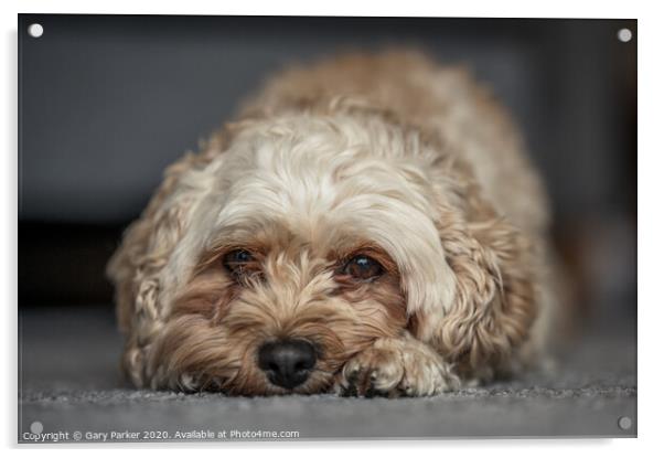 Cute Cavapoochon lying on the floor, looking directly towards the camera Acrylic by Gary Parker
