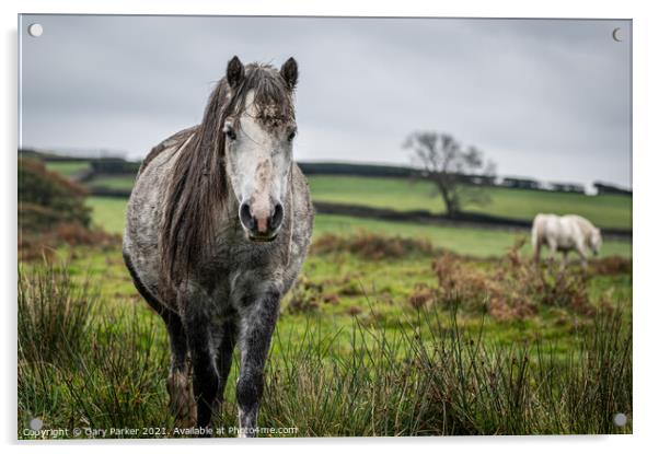 A wild horse, grey colour, looking at the camera, on a cloudy autumn day in Wales	 Acrylic by Gary Parker