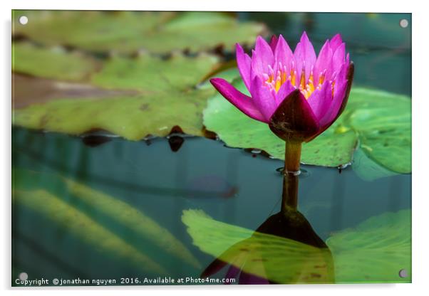 Waterlily Acrylic by jonathan nguyen