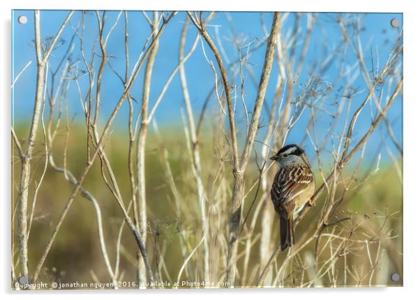 White Crowned Sparrow (Zonotrichia leucophrys) Acrylic by jonathan nguyen