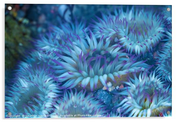 Flowers Of The Sea Acrylic by jonathan nguyen