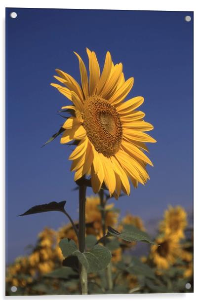 Sunflower standing alone Acrylic by Alfredo Bustos