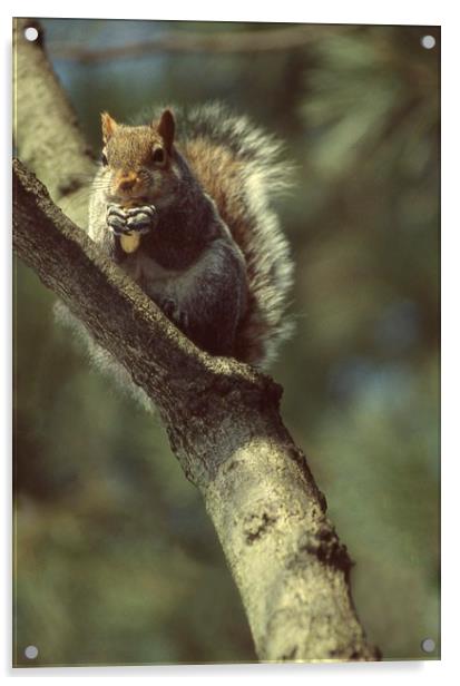Squirrel on a branch, High Park, Toronto, Ca Acrylic by Alfredo Bustos