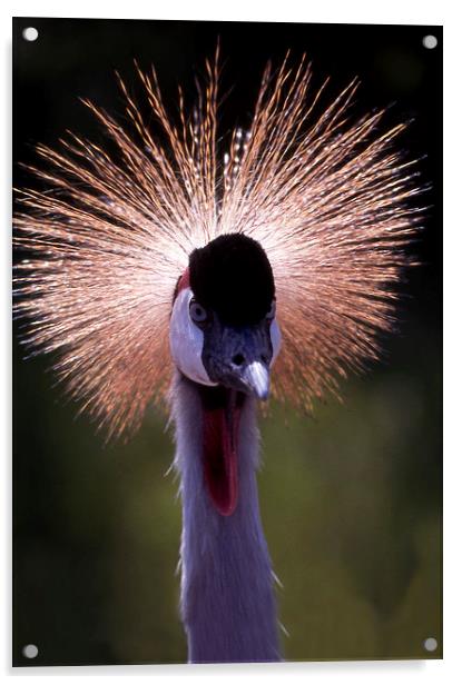 Grey crowned crane at African Lion Safari, Canada Acrylic by Alfredo Bustos