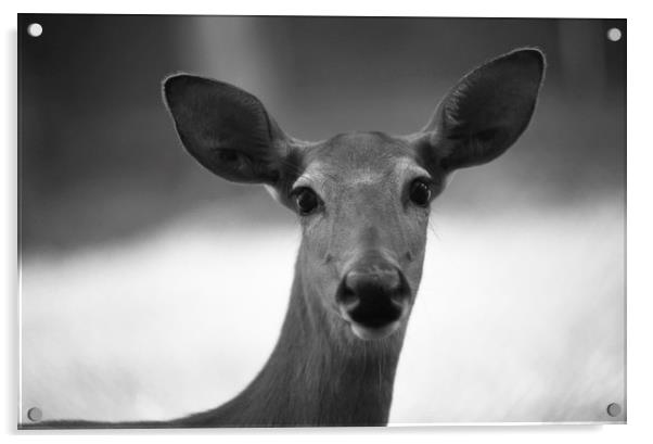 B&W Deer at High Park, Toronto, Canada Acrylic by Alfredo Bustos