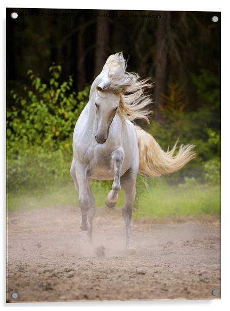 Dancing White Horse by Ekaterina Druz Acrylic by Russian Artist 