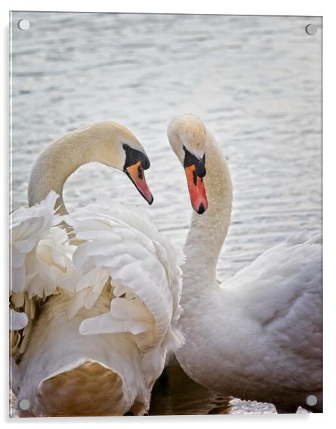 Mute Swans, Cygnus olor Acrylic by Rob Cole