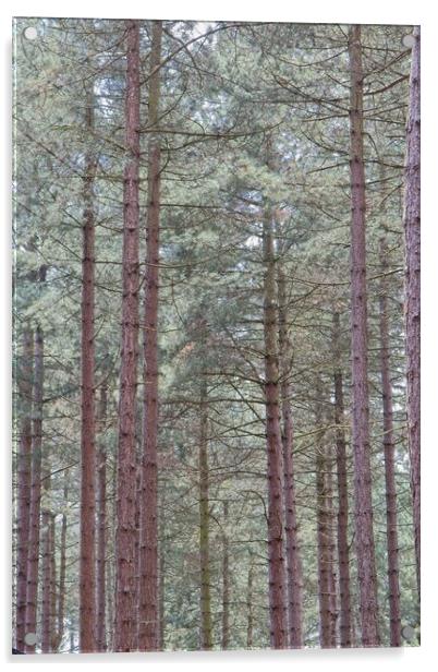 Tall Pine Trees, Sherwood Forest Acrylic by Rob Cole