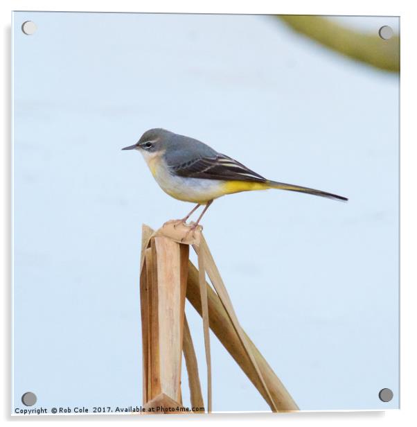 Grey Wagtail (Motacilla cinerea) Acrylic by Rob Cole