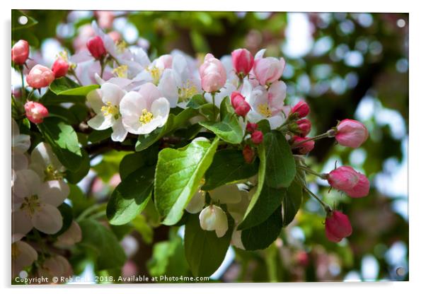 Pink and White Apple Blossom Acrylic by Rob Cole