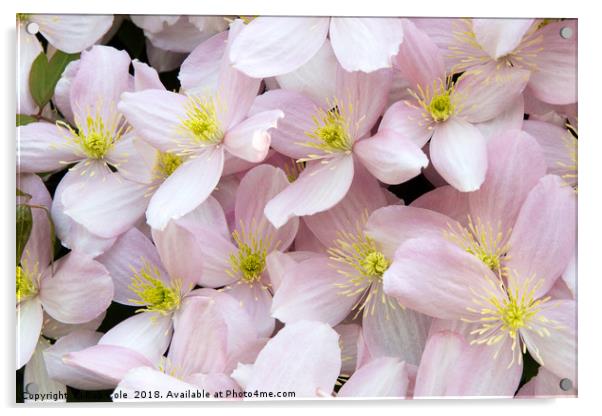 Stunning Pink Clematis Montana Flowers Acrylic by Rob Cole