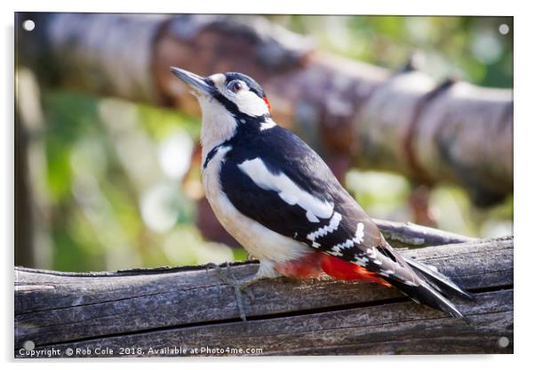 Great Spotted Woodpecker (Dendrocopos major) Acrylic by Rob Cole