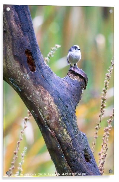 Long Tailed Tit (Aegithalos caudatus) Acrylic by Rob Cole