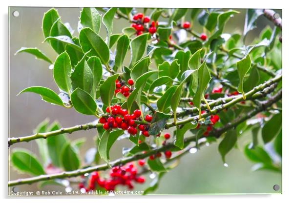 Bright Red Holly Berries Acrylic by Rob Cole