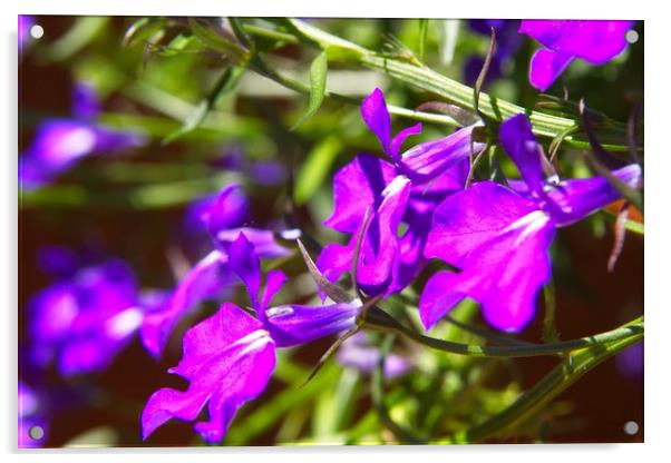 Blue Lobelia Erinus Flower Blossoms Acrylic by Rob Cole