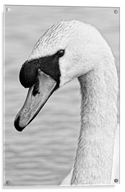Mute Swan, Cygnus olor, Portrait Acrylic by Rob Cole