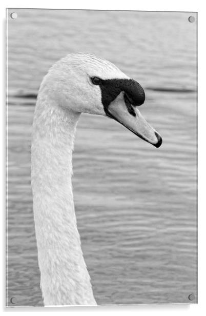 Majestic Mute Swan Portrait Acrylic by Rob Cole