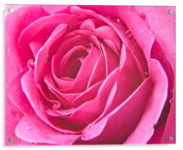 Raindrops on Pink Rose Petals Acrylic by Rob Cole