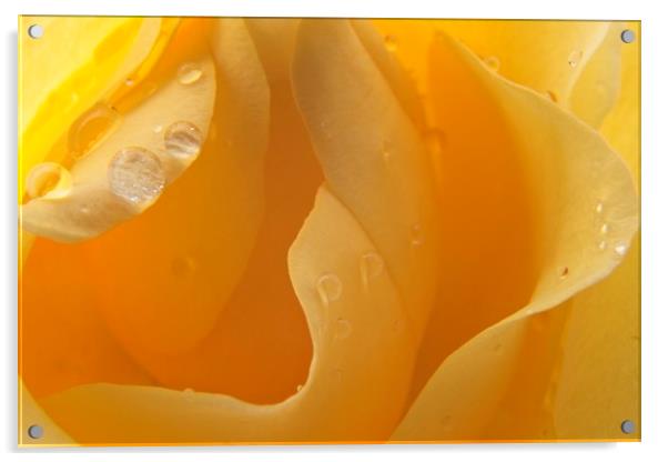 Raindrops on Yellow Rose Petals Acrylic by Rob Cole
