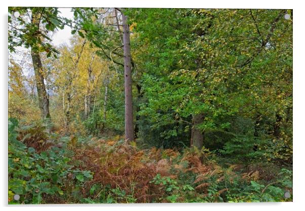 Autumn in Thornley Woods Acrylic by Rob Cole