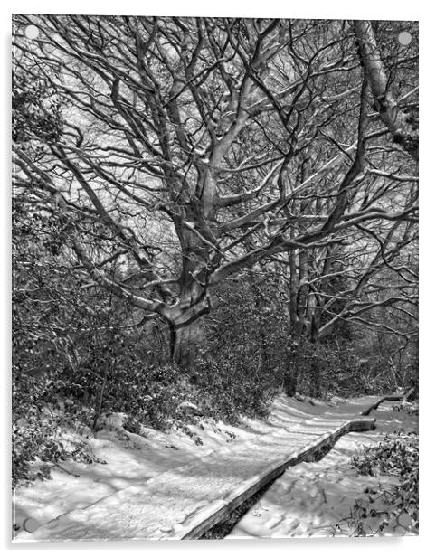 Winter Woodland, Thornley Woods Acrylic by Rob Cole