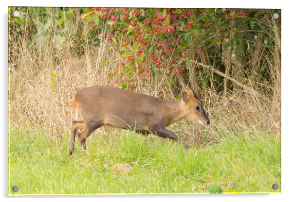 Muntjac Deer Acrylic by Philip Cooper